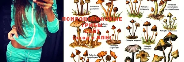 apvp Алзамай